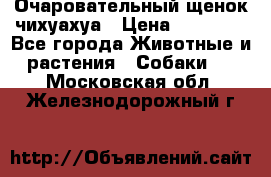 Очаровательный щенок чихуахуа › Цена ­ 40 000 - Все города Животные и растения » Собаки   . Московская обл.,Железнодорожный г.